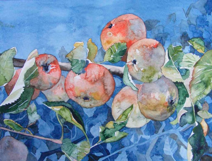 zum reinbeißen (c) Ein Apfelbild in Aquarell von Frank Koebsch