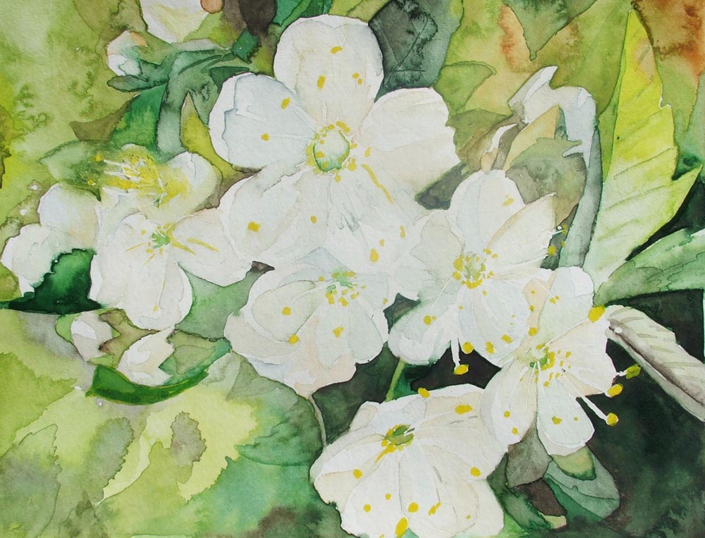 Frühling - ein Aquarell mit Kirschblüten von Frank Koebsch