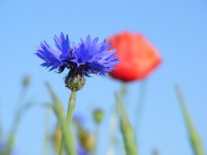 Kornblumenblau im Sommer (1)