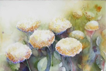 Verzauberte Blüten - Hortensien (c) Aquarell von Frank Koebsch