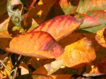 Rote Blätter im Herbst (C) Frank Koebsch (5)
