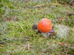 Rote Pilze mit weißen Tupfen (c) Frank Koebsch (4)