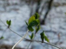 Bilder vom Frühling - Das erste Grün an den Bäumen (c) FRank Koebsch