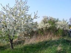 Kirsch- und Schlehenblüten (c) FRank Koebsch