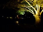 Illuminierte Bäume auf dem Doberaner Kamp (c) Frank Koebsch