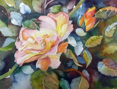 Sommerende (c) Rosen Aquarell von Frank Koebsch