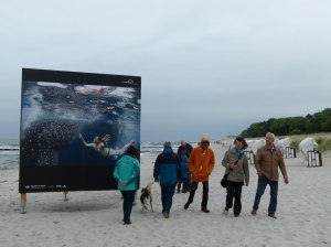Giganten der Meere am Strand von Zingst (c) Frank Koebsch (5)