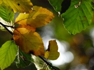 Bunte Blätter im Herbst (c) FRank Koebsch