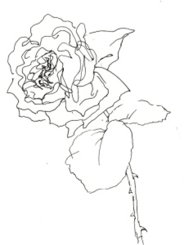 Rose 108 (c) Zeichnung von Martina Wald