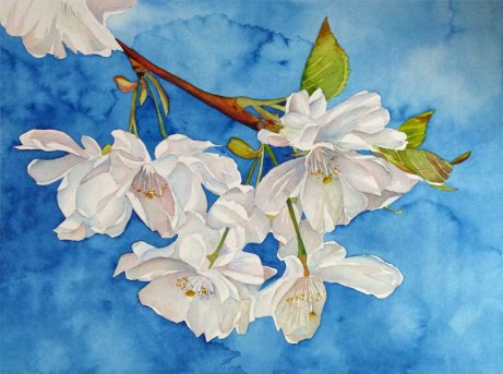 Kirschblüten (c) Aquarell von Frank Koebsch