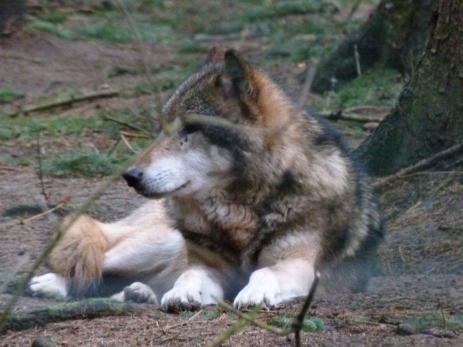 Wölfe im Natur und Umweltpark Güstrow (c) Frank Koebsch (5)