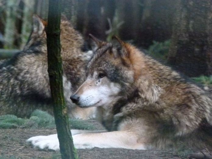 Wölfe im Natur und Umweltpark Güstrow (c) Frank Koebsch (6)