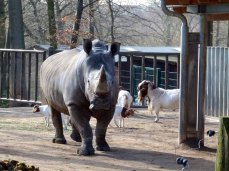 Nashorn im Schweriner Zoo (c) Frank Koebsch
