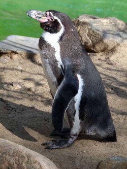 Pinguine im Schweriner Zoo (c) FRank Koebsch (3)