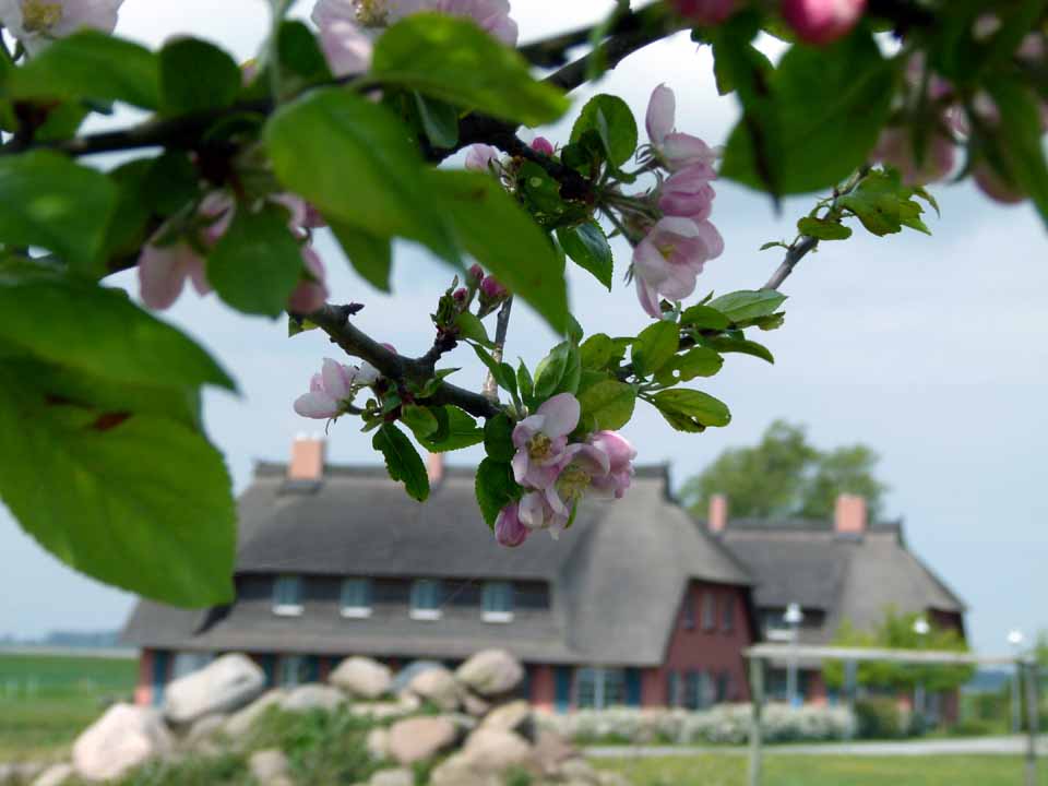 Apfelblüten auf dem Ferienhof Rügen (c) FRank Koebsch (1)