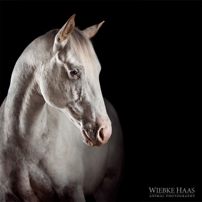 Gentle Yuma - Yuma, Appaloosahengst aus der Serie Equine Art (c) Wiekbe Haas