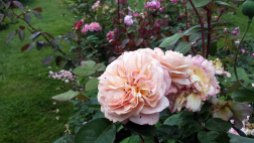 Rosen im Park von Groß Siemen als Motiv für unsere Aquarelle (c) Frank Koebsch (3)