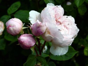 Rosen im Park von Groß Siemen als Motiv für unsere Aquarelle (c) Frank Koebsch (7)