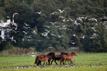Pferde auf Hiddensee jagen Gänse (c) FRank Koebsch (3)