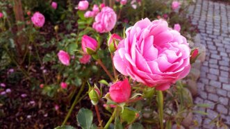 Rosen im Garten von TO HUS in Middelhagen (c) Frank Koebsch (1)