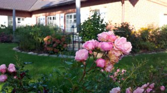 Rosen im Garten von TO HUS in Middelhagen (c) Frank Koebsch (2)