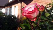 Rosen im Garten von TO HUS in Middelhagen (c) Frank Koebsch (3)