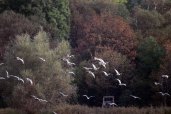 Vogelzug im Herbst auf Hiddensee (c) FRank Koebsch