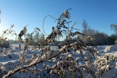 Der Schnee verzaubert die Vegetation aus dem Herbst (c) Frank Koebsch (4)