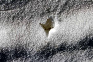 Kranichspuren im Schnee (c) Frank Koebsch (2)