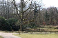 alte Bäume und Rhododendron im Schlosspark Wiligrad (c) FRank Koebsch (1)