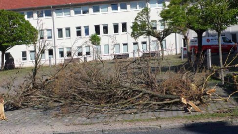 Baumreste nach dem Tornado vor der Grundschule Bützow (c) Frank Koebsch