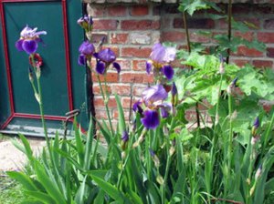 Irisblüten der Schlossgartnerei Wiligrad sind tolle Motive (c) Cornelia Pirl