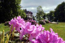 Rhododendren Blüten im Park von Schloss Wiligrad (c) Frank Koebsch (6)
