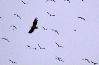 Seeadler und Möwen bei den Vogelkolonien von Gjesvaer in der Nähe des Nordkaps (c) Frank Koebsch