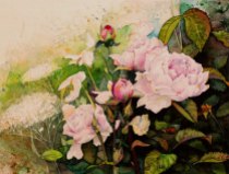 Rosenblüten - wunderbare aber vergängliche Schönheiten (c) Aquarell von Frank Koebsch