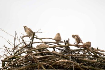 Wenn sich Spatzen ein Nest aussuchen (c) Frank Koebsch (1)