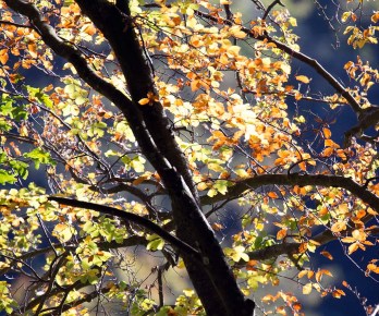 wunderbare Farben der Buchen Rügens im Herbst (c) Frank Koebsch