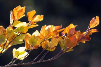 wunderbare Herbstfarben im Buchenwald Rügens (c) Frank Koebsch (1)