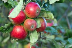Äpfel im Bauerngarten von Middelhagen (c) Frank Koebsch(1)