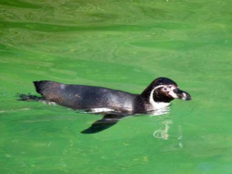 Aquarellkurs im Rostocker Zoo bei den Pinguine (c) Frank Koebsch (1)