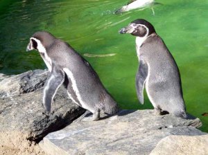 Aquarellkurs im Rostocker Zoo bei den Pinguine (c) Frank Koebsch (2)