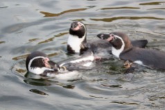 Malevent für Familien im Rostocker Zoo - Pinguine (c) Frank Koebsch (1)
