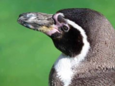 Malevent für Familien im Rostocker Zoo - Pinguine (c) Frank Koebsch (2)