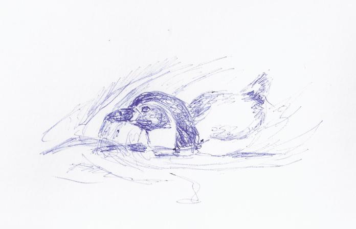 Skizze schwimmender Pinguin (c) Frank Koebsch