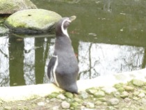 Humboldt Pinguine - wunderbae Motive im Aquarellkurs des Rostocker Zoos (c) FRank Koebsch