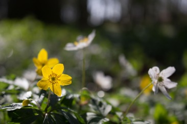 Weiße und Gelbe Blüten der Buschwindröschen (c) Frank Koebsch (2)