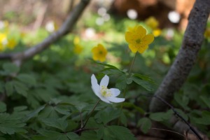 Weiße und Gelbe Blüten der Buschwindröschen (c) Frank Koebsch (4)