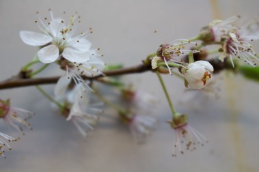 Kirschblüten als Motiv für unsere Aquarelle (c) Frank Koebsch (2)