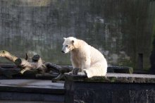 Fiete der Eisbär im Rostocker Zoo - Dezember 2015 (c) Frank Koebsch