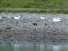 Grizzlys am Ufer der Glacier Bay (c) FRank Koebsch (6)